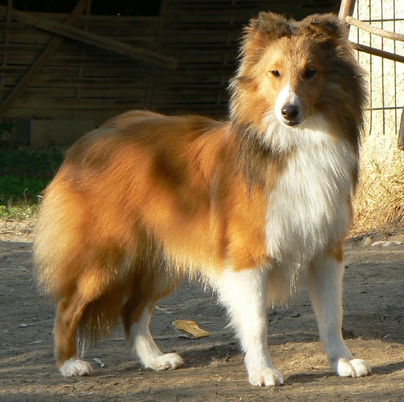 rivermist Galahad the grail knight