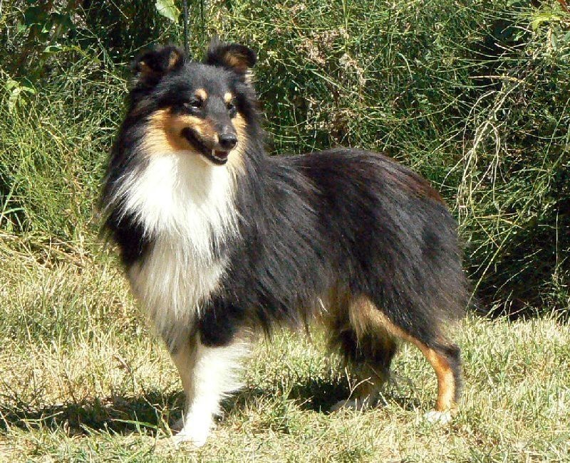 D'artagnan le chevalier Des mille eclats des tournesol