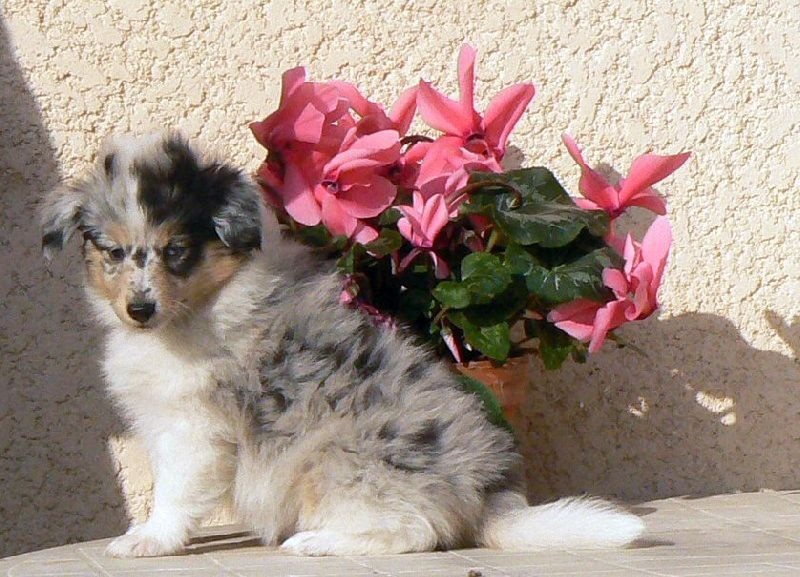 Duchesse of love Des mille eclats des tournesol