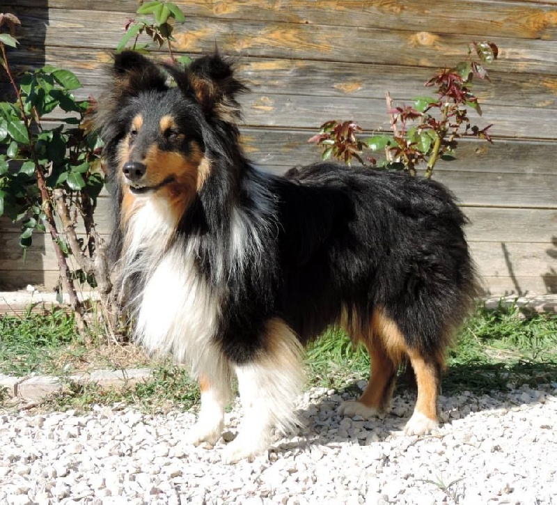 Heart of black king léo Des mille eclats des tournesol