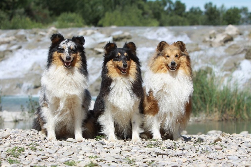 Proud to be blue Di selvaspina