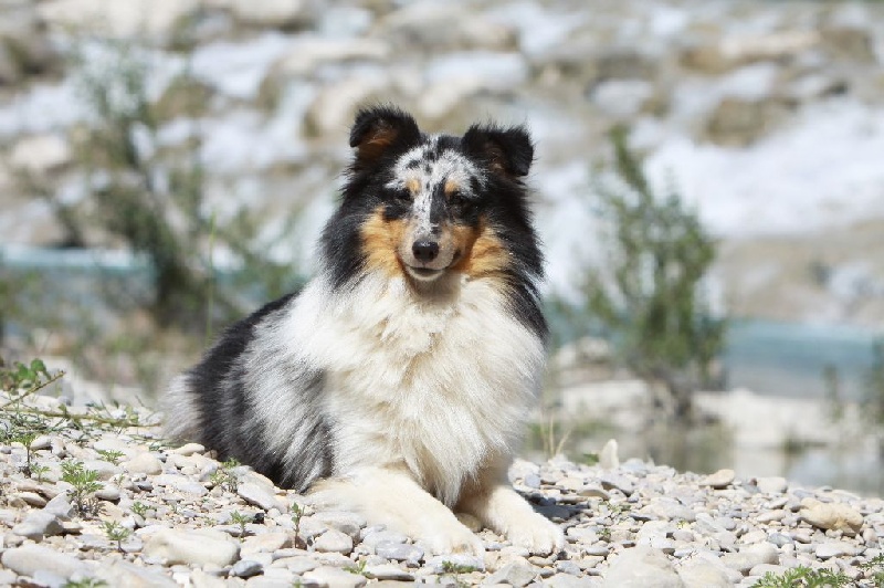 Proud to be blue Di selvaspina