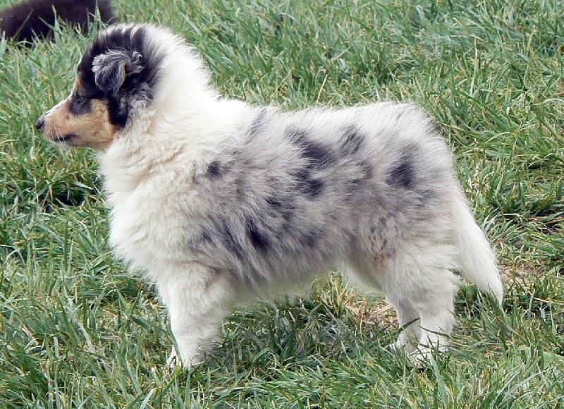 Duchesse of love Des mille eclats des tournesol