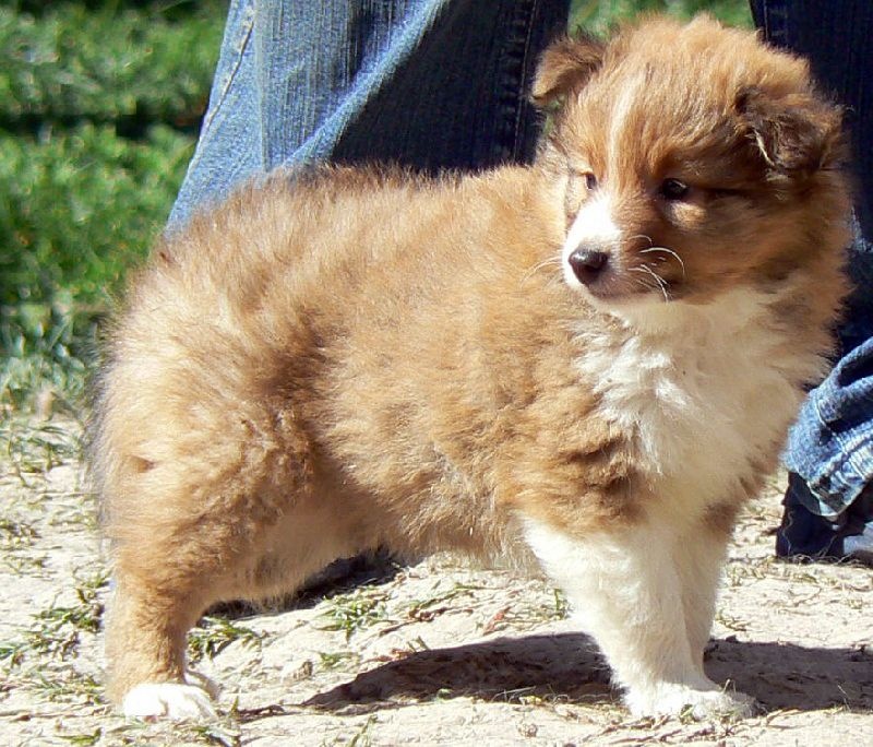 rivermist Galahad the grail knight