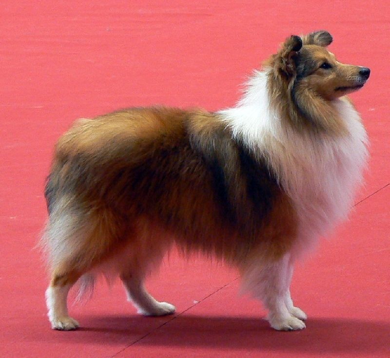 CH. Divin duel for gold freebe Des mille eclats des tournesol