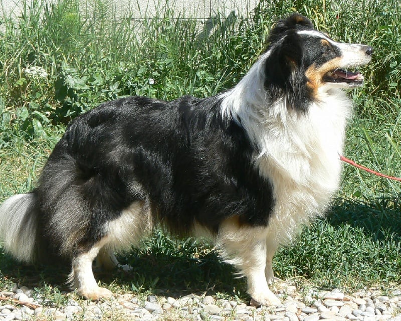 Diana ross my princess Des mille eclats des tournesol