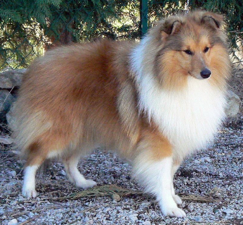 CH. Divin duel for gold freebe Des mille eclats des tournesol