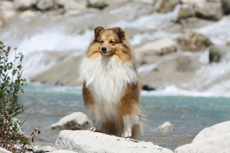 CH. Divin duel for gold freebe Des mille eclats des tournesol