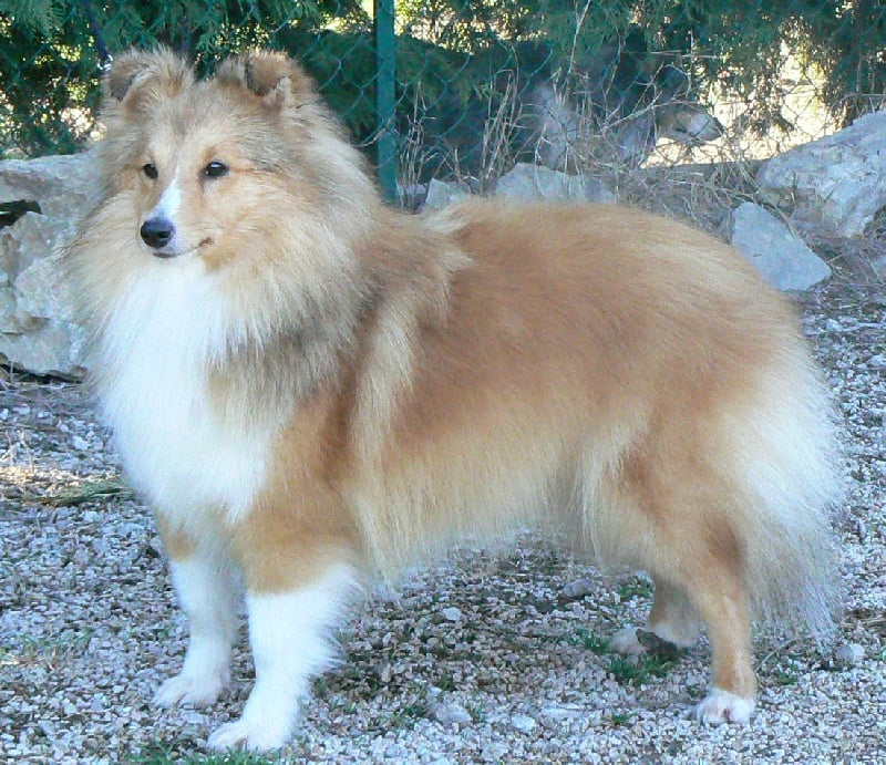 CH. Emilie jolie my princess Des mille eclats des tournesol