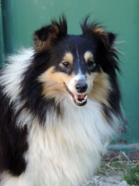 Indomptable angélique Des mille eclats des tournesol