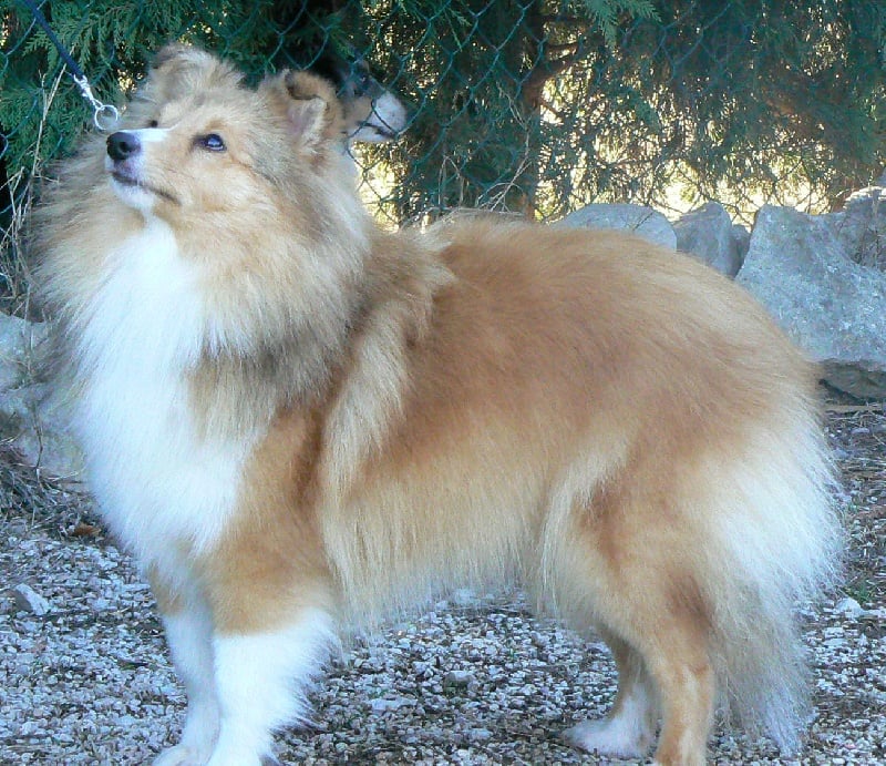 CH. Emilie jolie my princess Des mille eclats des tournesol