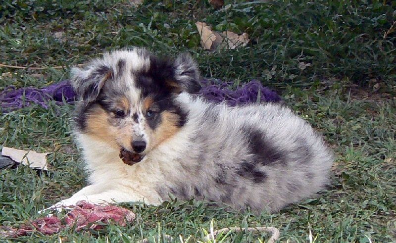 Duchesse of love Des mille eclats des tournesol