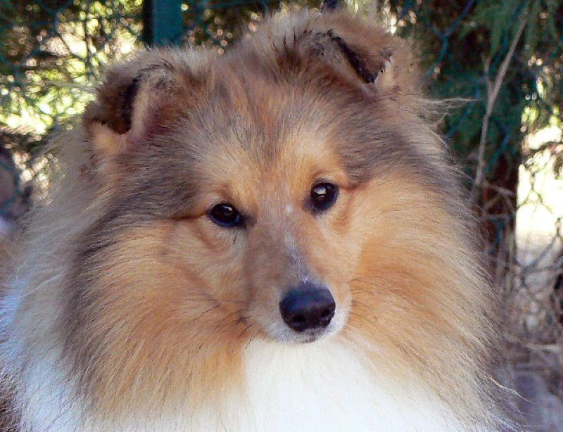 CH. Divin duel for gold freebe Des mille eclats des tournesol