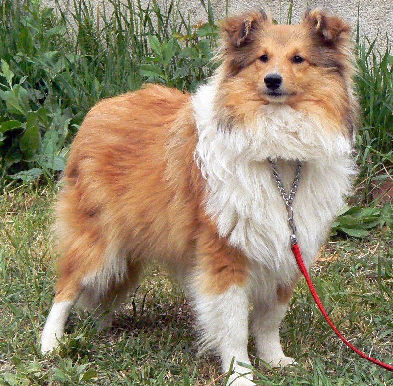 CH. Divin duel for gold freebe Des mille eclats des tournesol