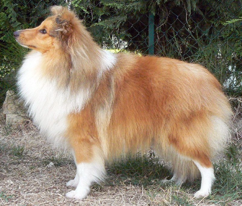 CH. Divin duel for gold freebe Des mille eclats des tournesol