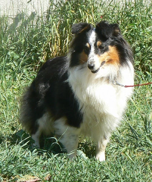 Diana ross my princess Des mille eclats des tournesol