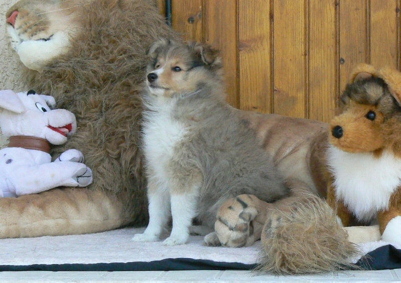 CH. Emilie jolie my princess Des mille eclats des tournesol