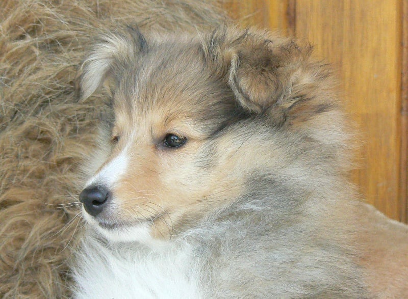 CH. Emilie jolie my princess Des mille eclats des tournesol