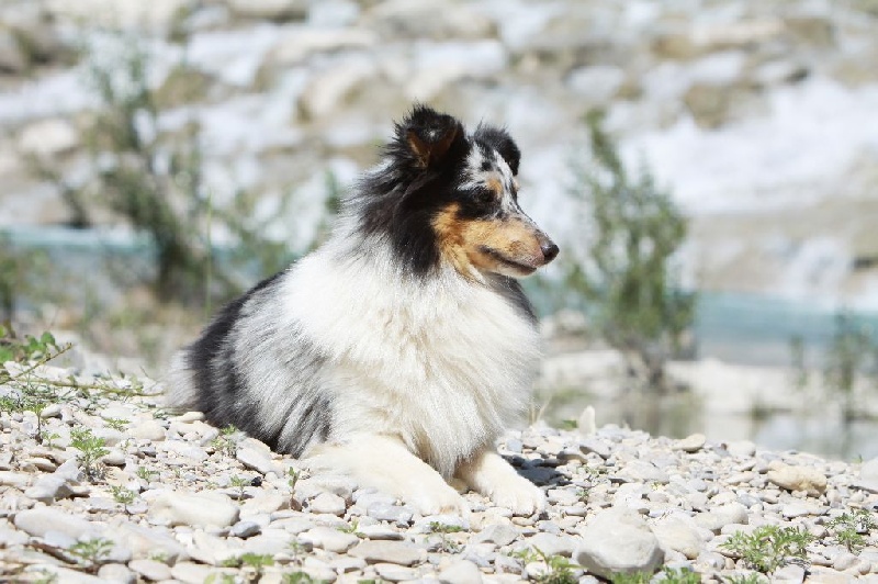 Proud to be blue Di selvaspina