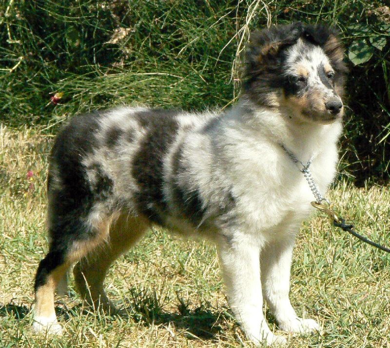 Proud to be blue Di selvaspina