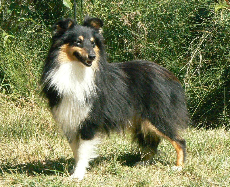 D'artagnan le chevalier Des mille eclats des tournesol