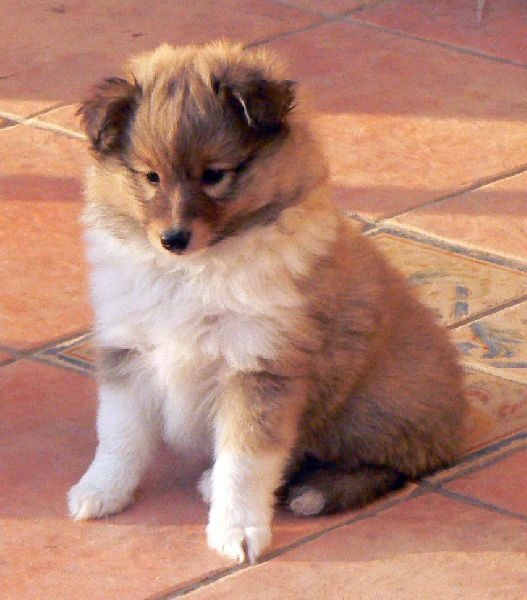 CH. Divin duel for gold freebe Des mille eclats des tournesol