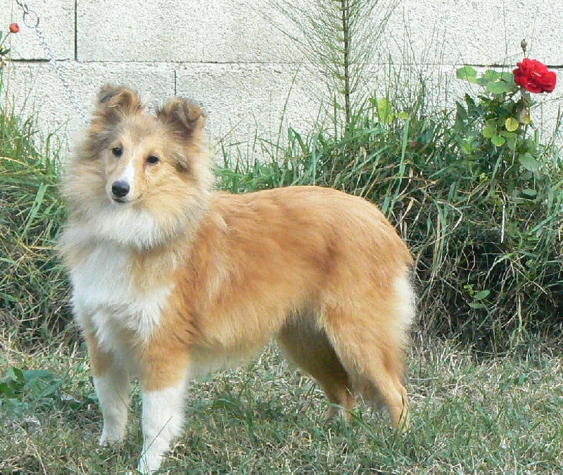 CH. Emilie jolie my princess Des mille eclats des tournesol