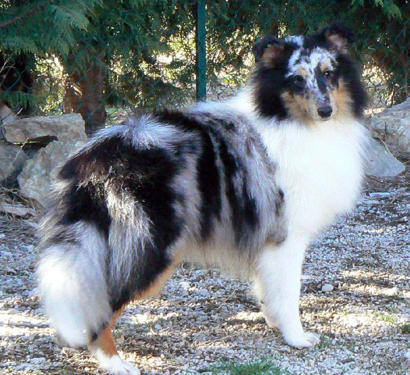 Proud to be blue Di selvaspina