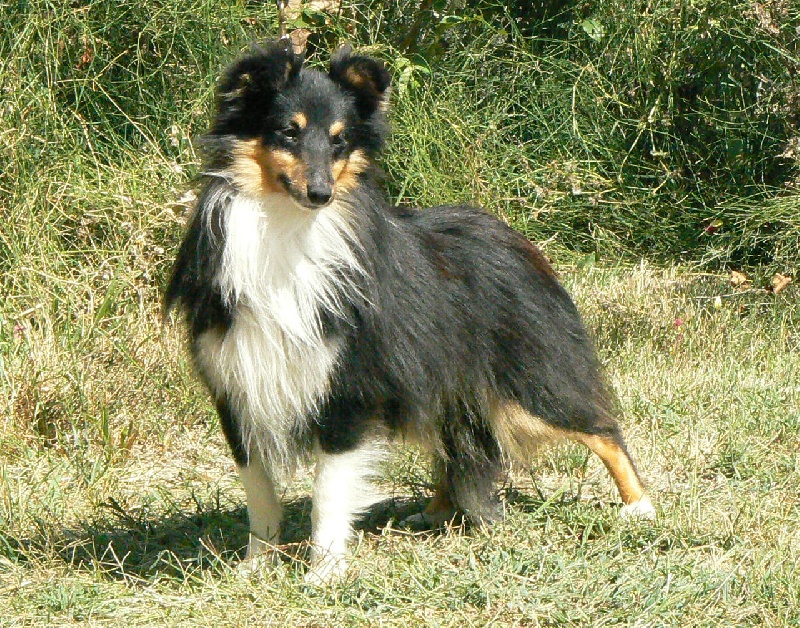 D'artagnan le chevalier Des mille eclats des tournesol