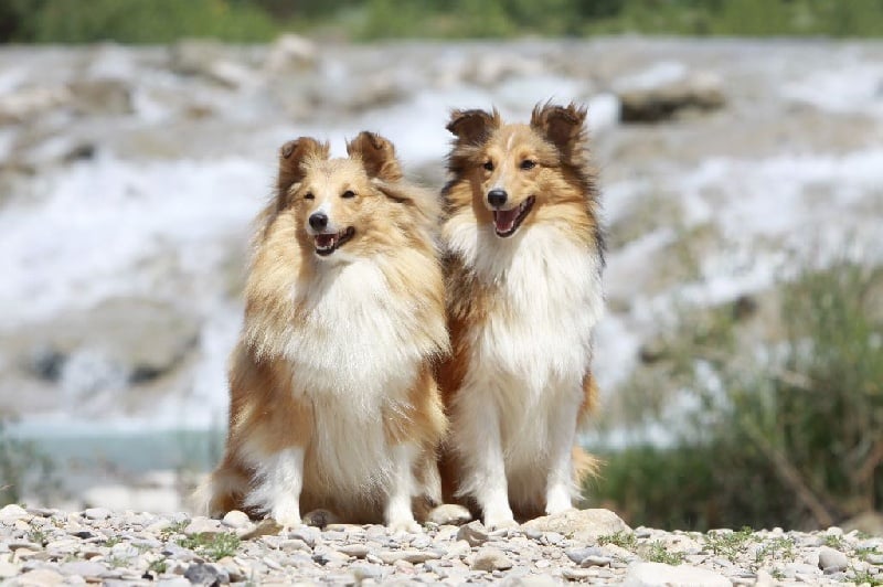 CH. Emilie jolie my princess Des mille eclats des tournesol