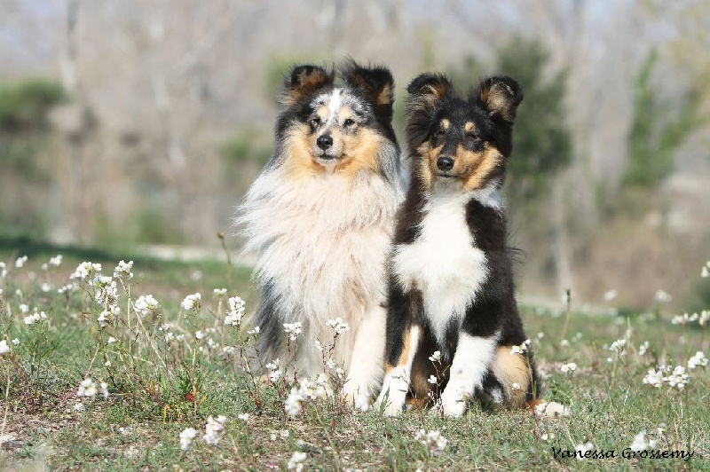 Elvis presley the king Des mille eclats des tournesol