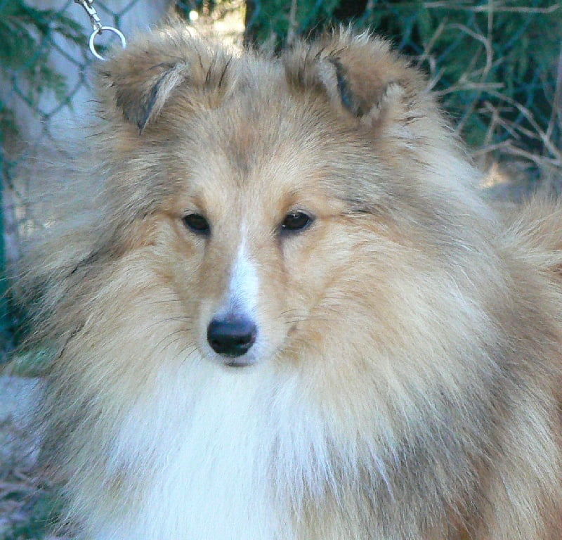 CH. Emilie jolie my princess Des mille eclats des tournesol