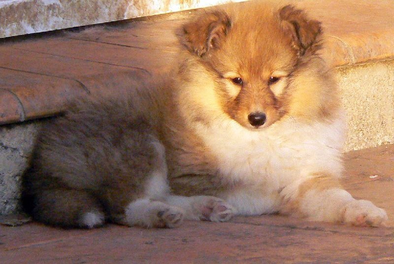 CH. Divin duel for gold freebe Des mille eclats des tournesol