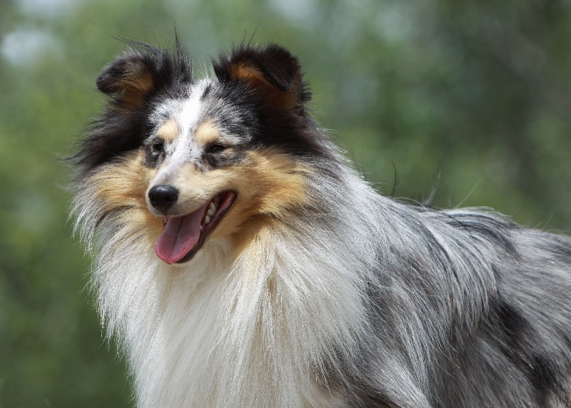 Elvis presley the king Des mille eclats des tournesol