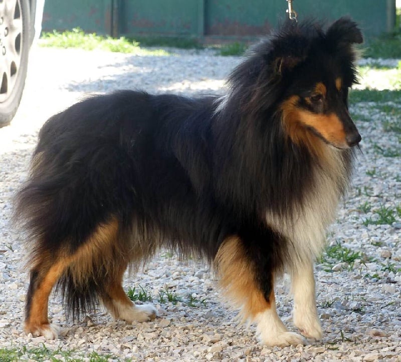 Heart of black king léo Des mille eclats des tournesol