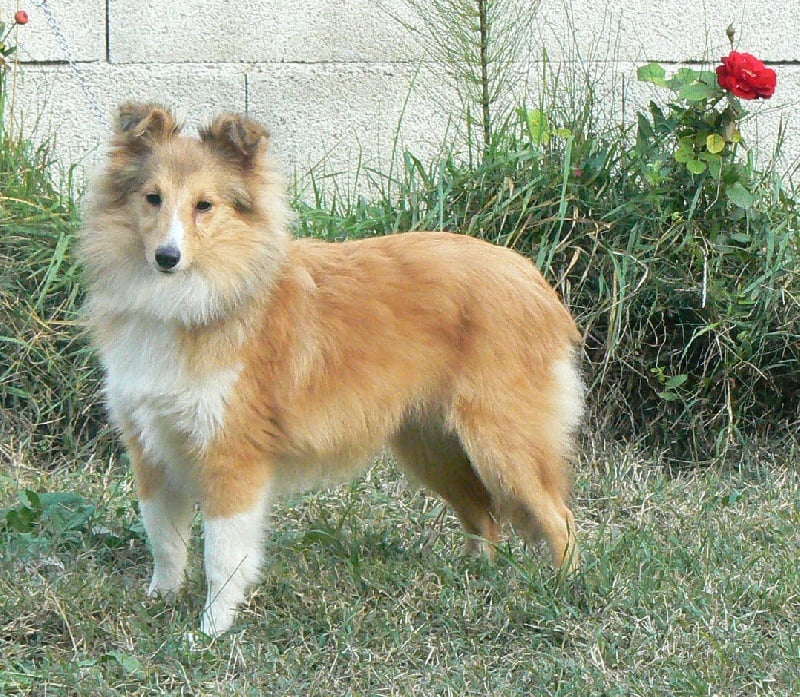 CH. Emilie jolie my princess Des mille eclats des tournesol