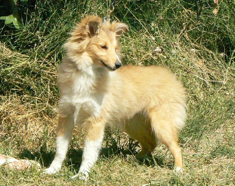 CH. Emilie jolie my princess Des mille eclats des tournesol