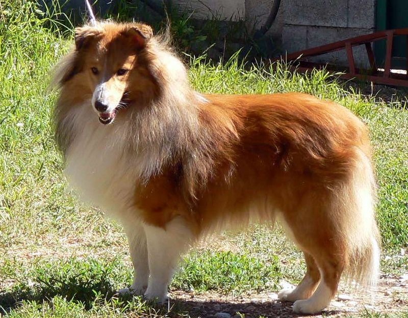 rivermist Galahad the grail knight