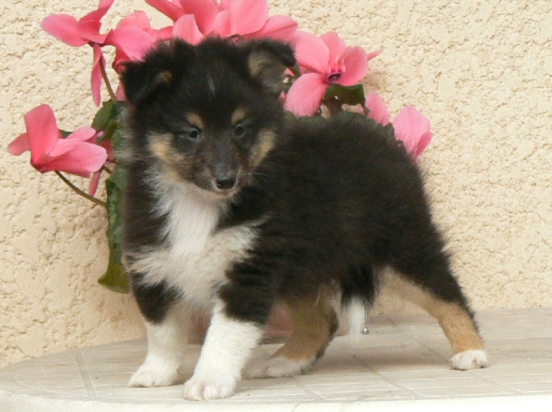 D'artagnan le chevalier Des mille eclats des tournesol