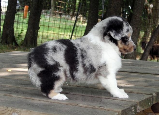 Proud to be blue Di selvaspina