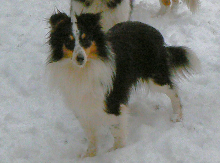 Diana ross my princess Des mille eclats des tournesol