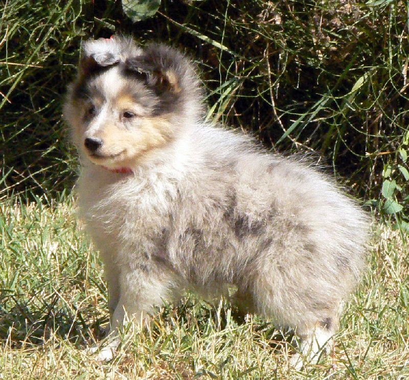 Elvis presley the king Des mille eclats des tournesol