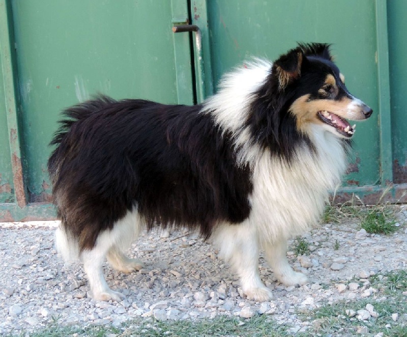 Indomptable angélique Des mille eclats des tournesol