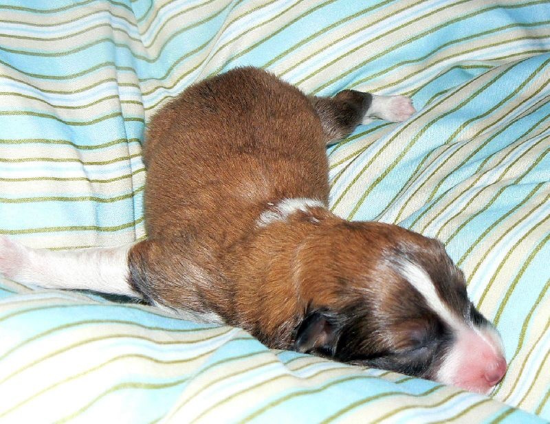 rivermist Galahad the grail knight