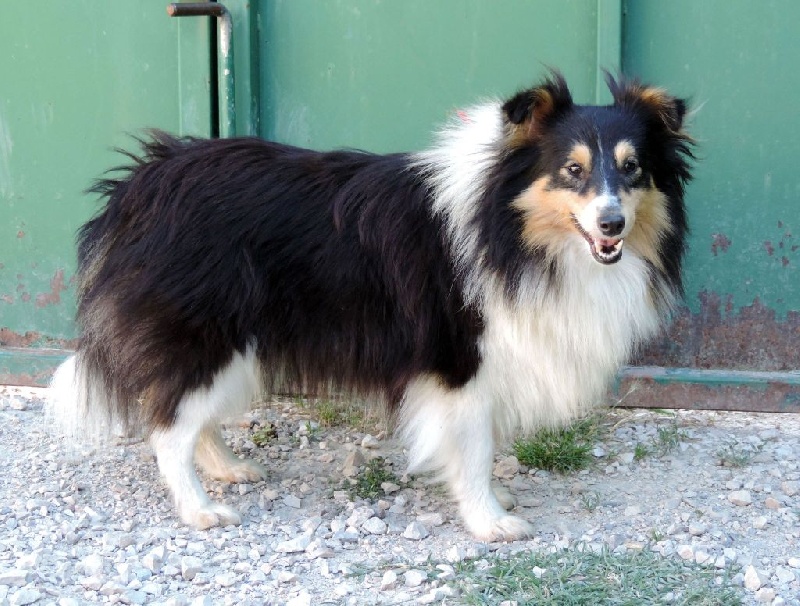Indomptable angélique Des mille eclats des tournesol