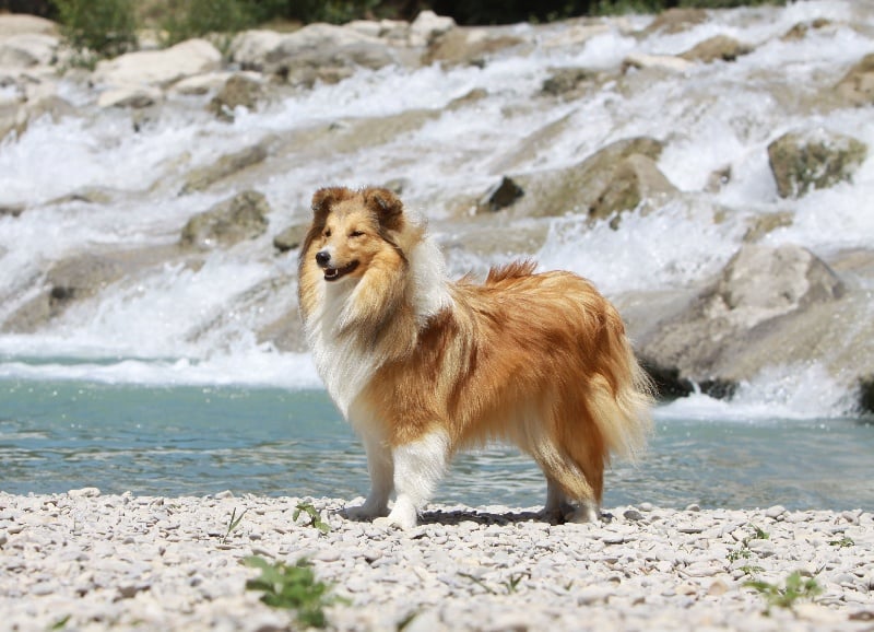 French lady Des mille eclats des tournesol