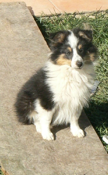 Diana ross my princess Des mille eclats des tournesol