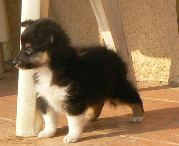 D'artagnan le chevalier Des mille eclats des tournesol