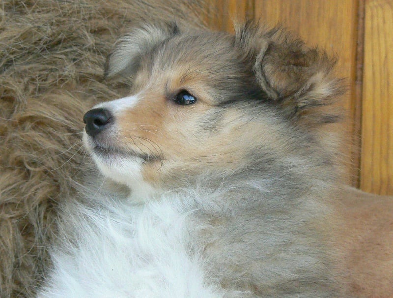 CH. Emilie jolie my princess Des mille eclats des tournesol