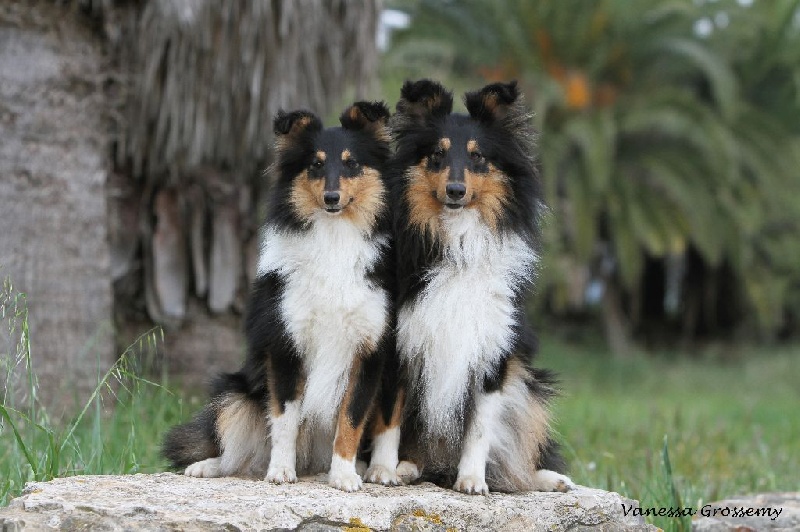 Heart of black king léo Des mille eclats des tournesol
